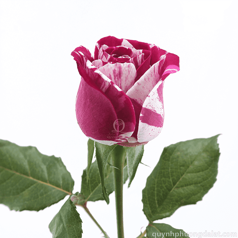 Flower Image