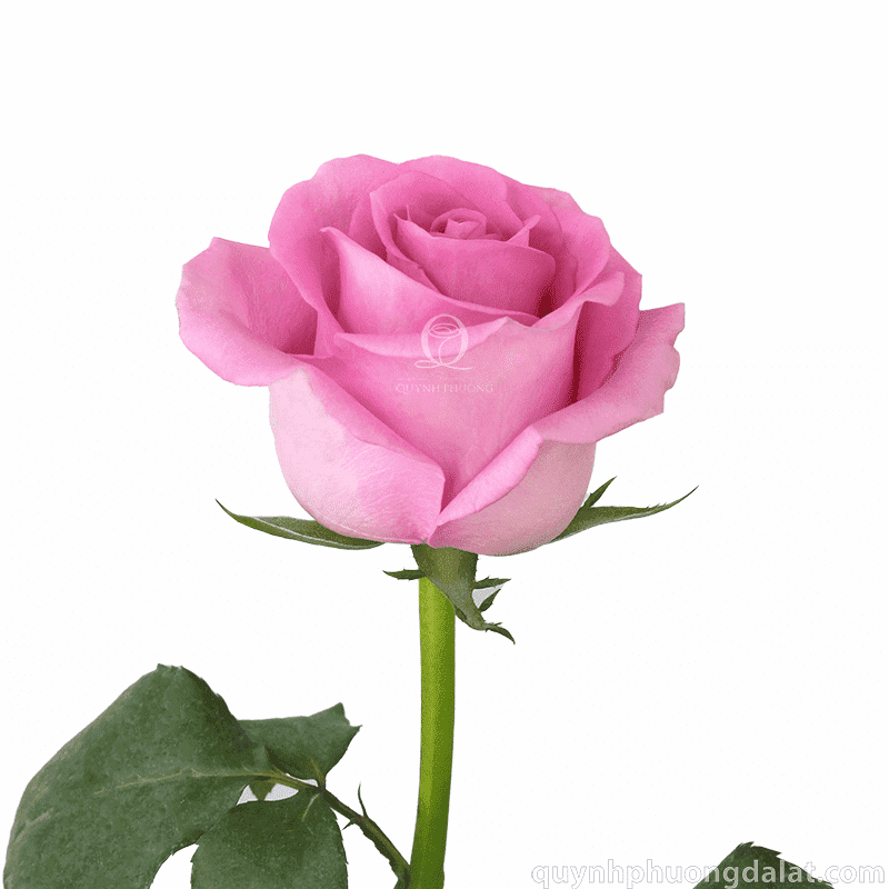 Flower Image