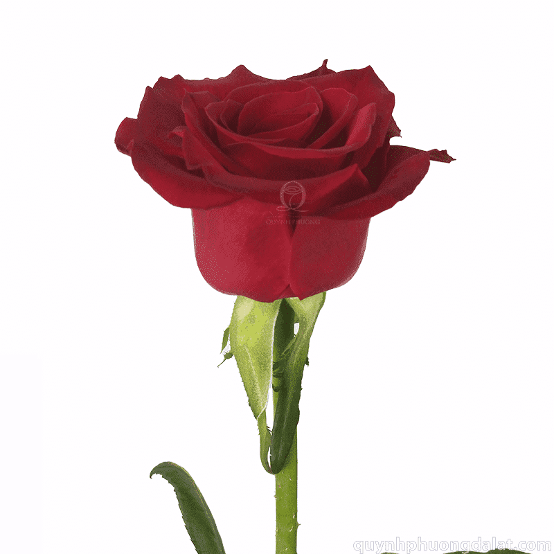 Flower Image