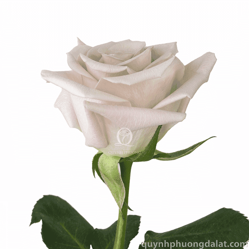 Flower Image