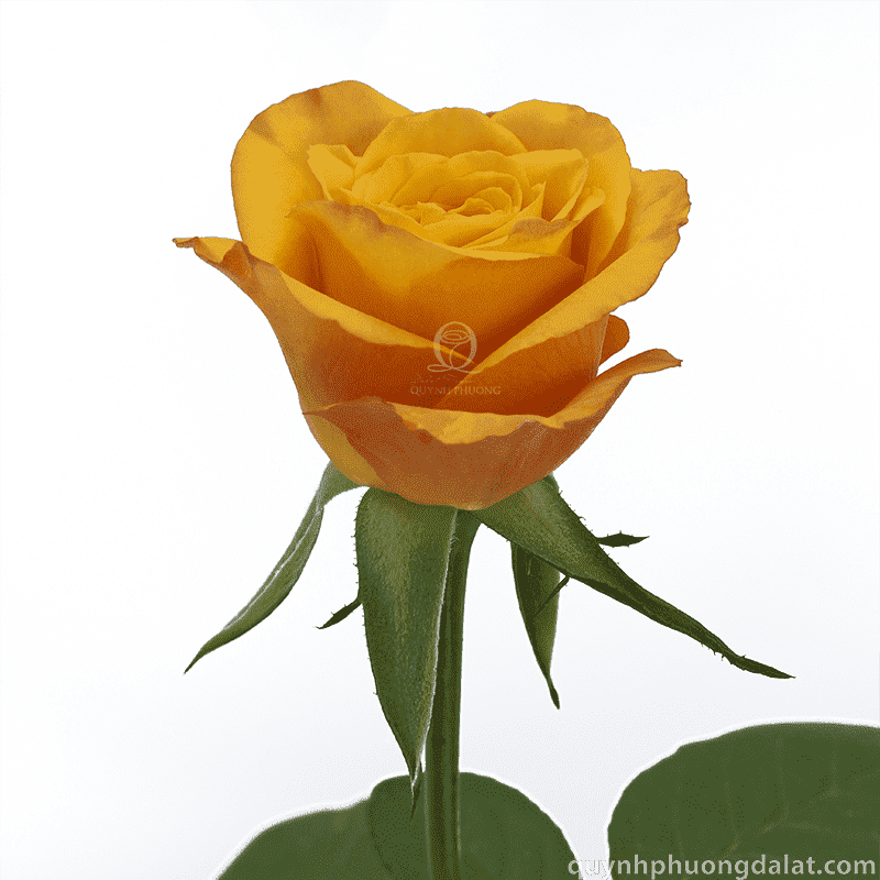 Flower Image