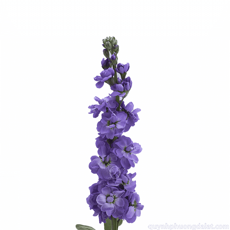 Flower Image