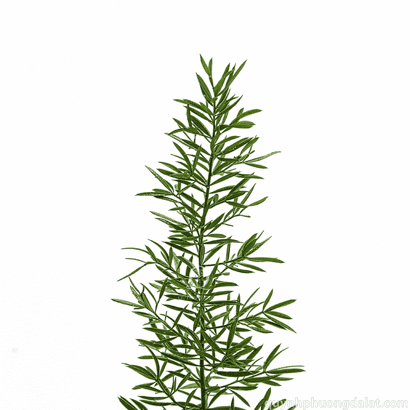 Flower Image