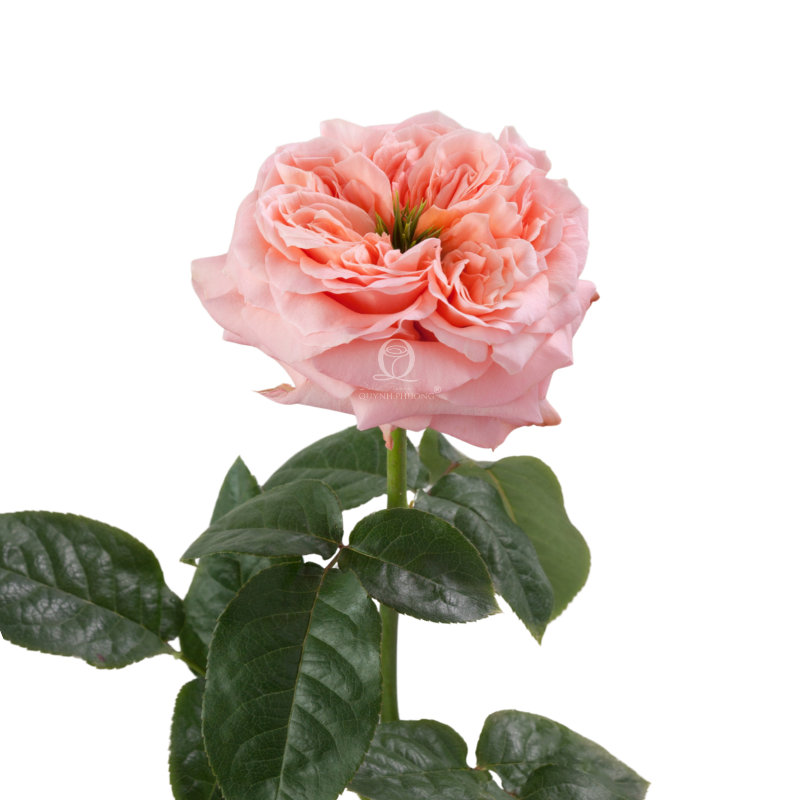 Flower Image