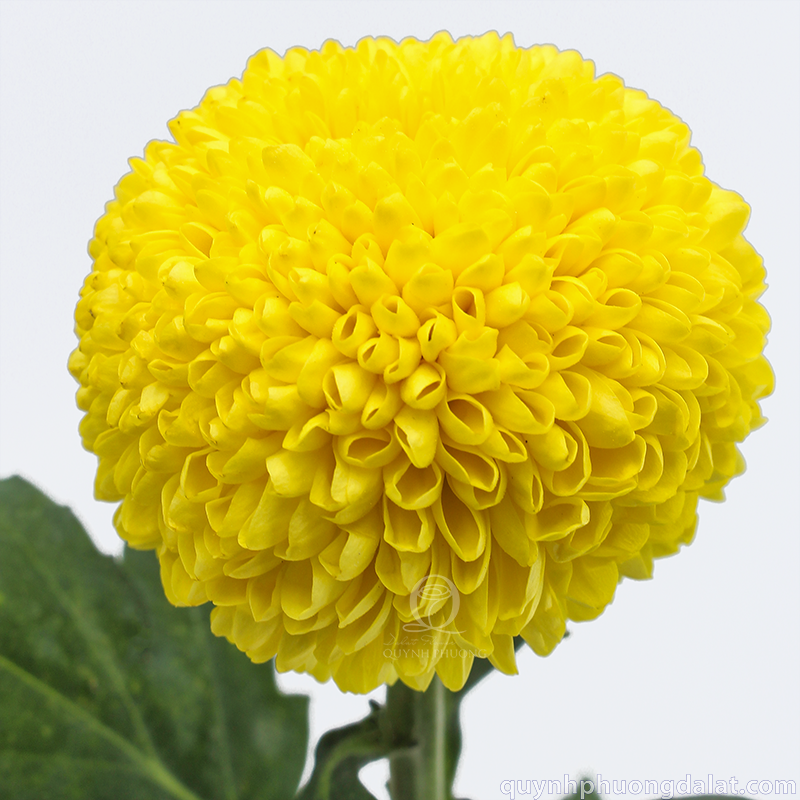 Flower Image