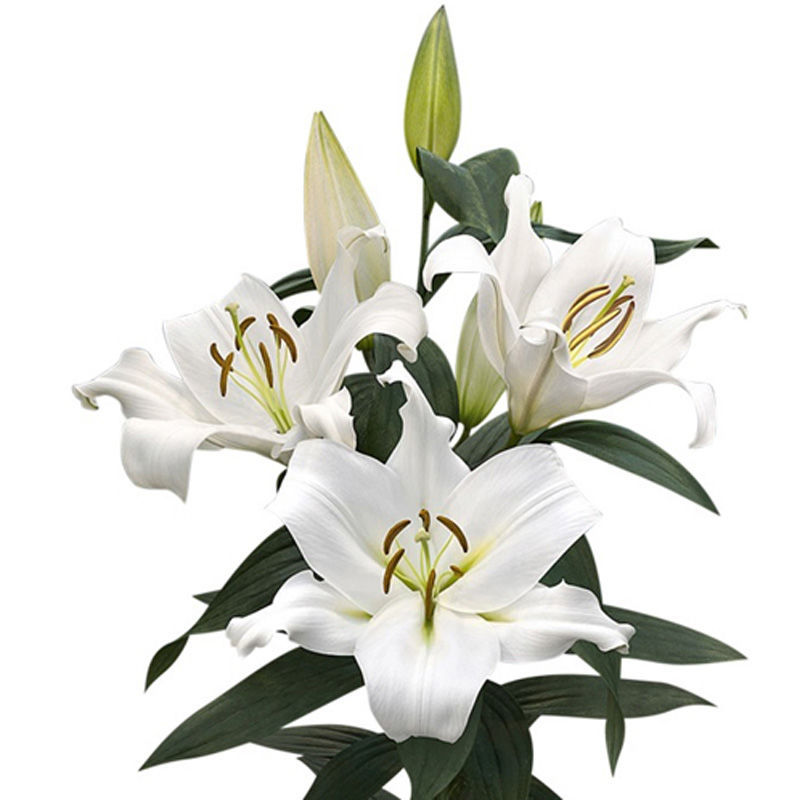 Flower Image