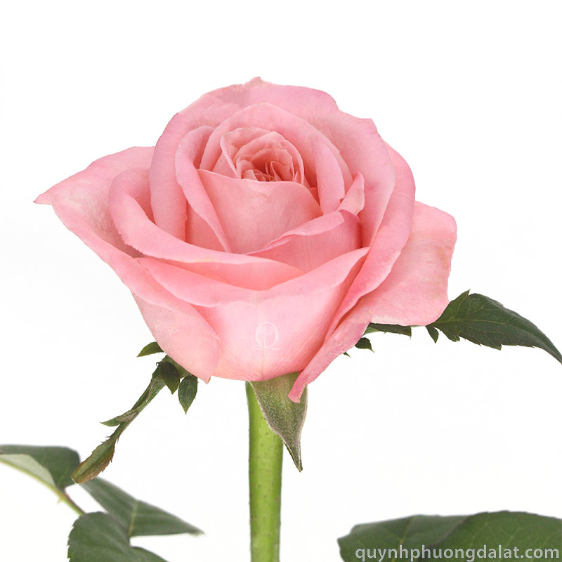 Flower Image