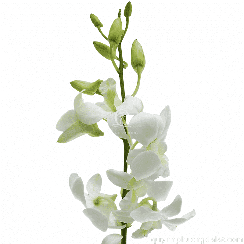 Flower Image