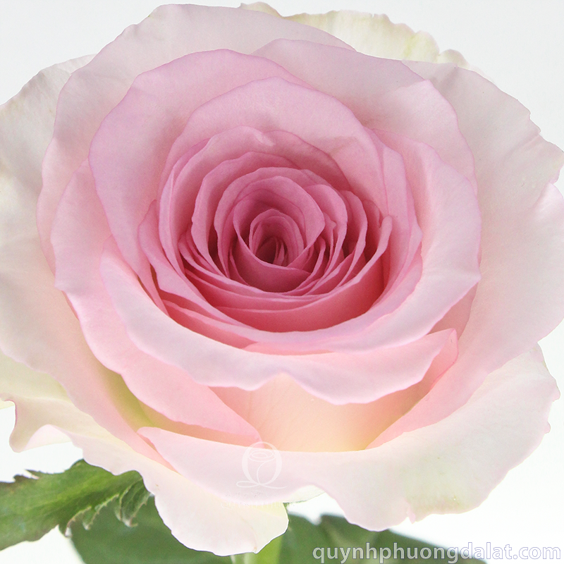 Flower Image