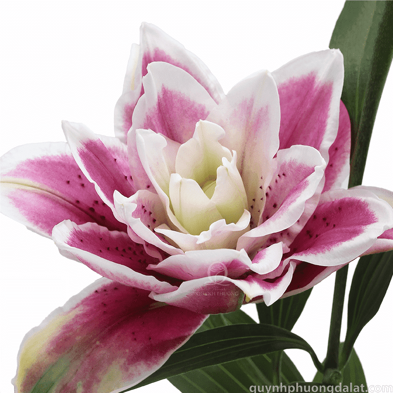 Flower Image