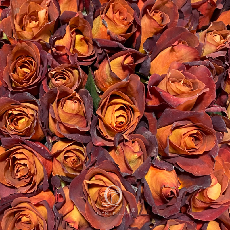 Flower Image