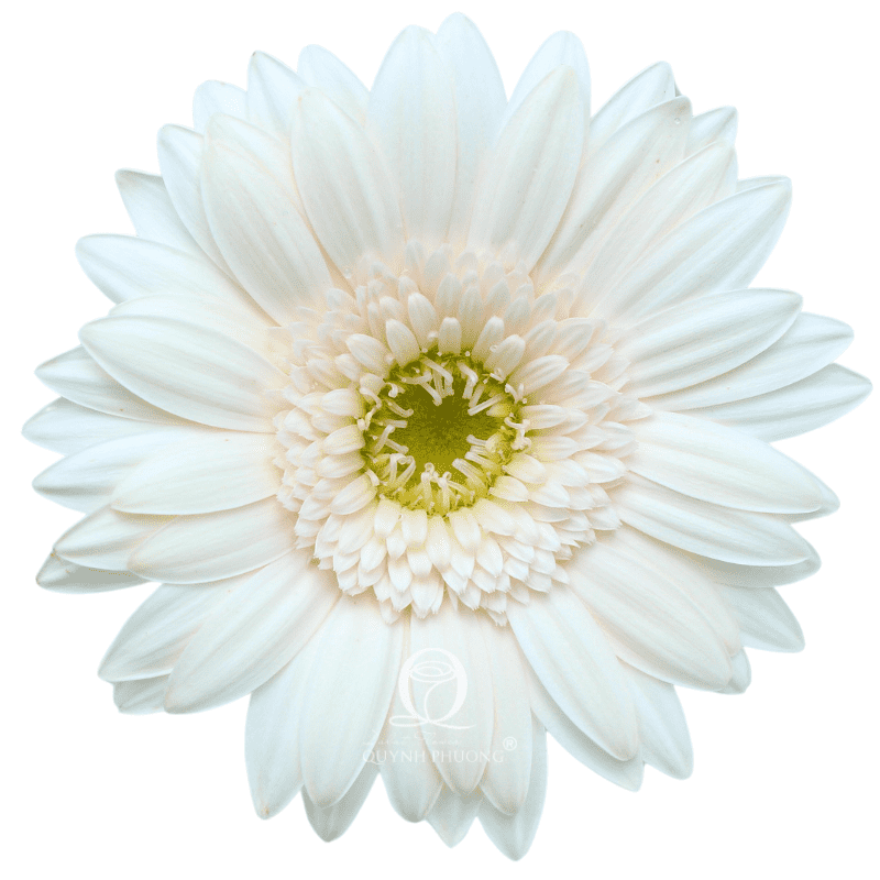Flower Image