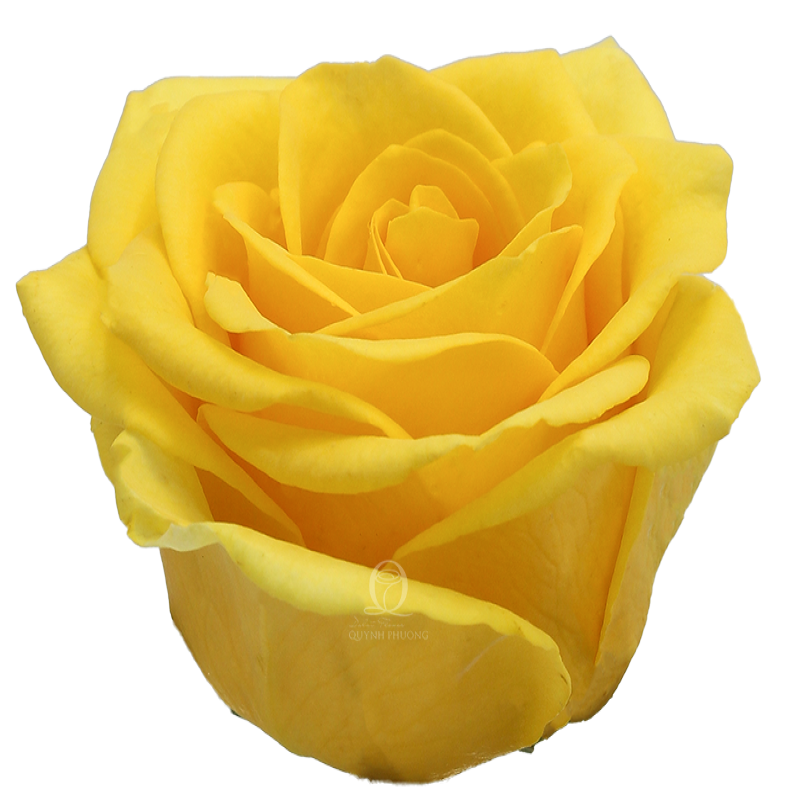 Flower Image