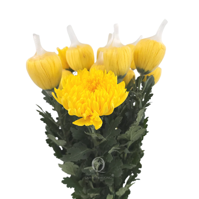 Flower Image