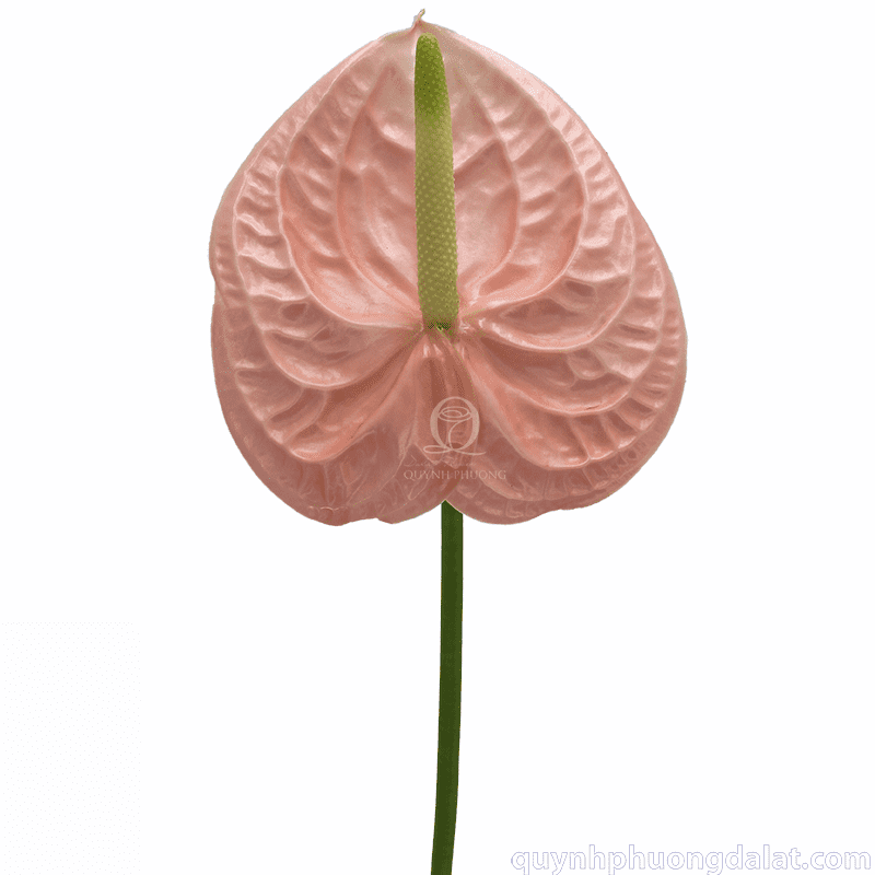 Flower Image