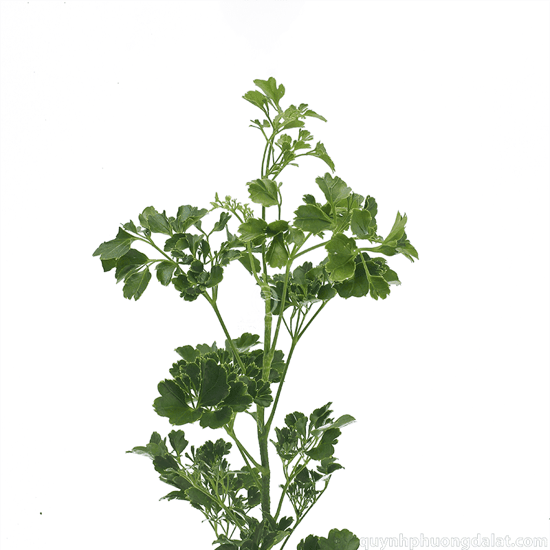 Flower Image