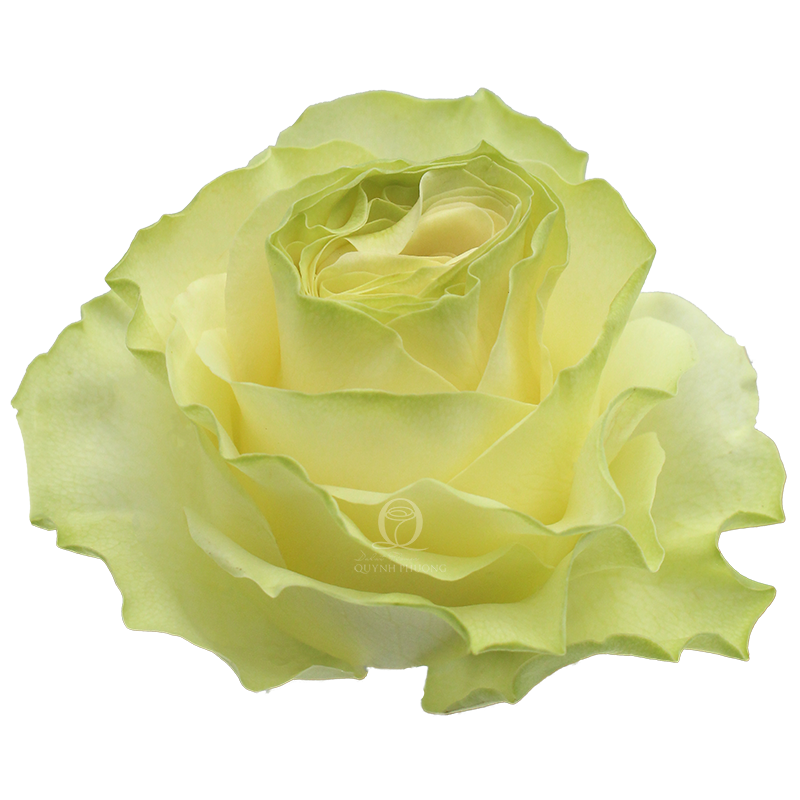 Flower Image