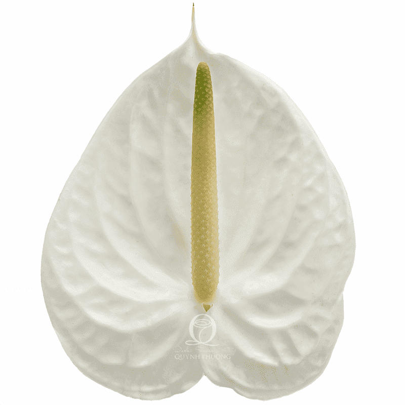 Flower Image