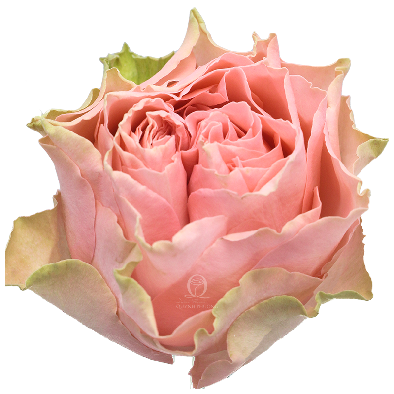 Flower Image