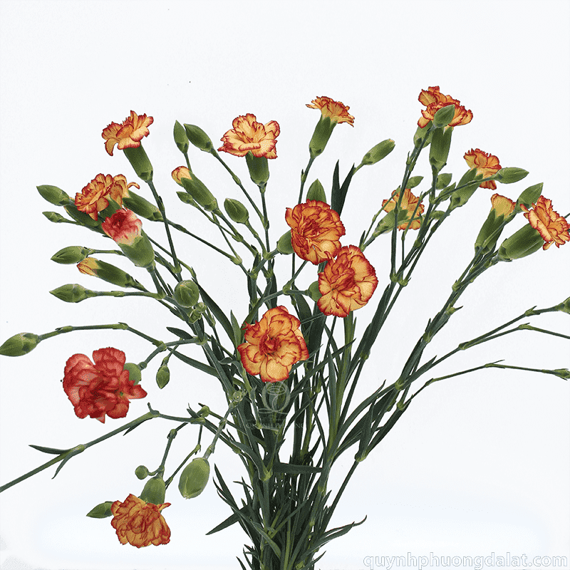 Flower Image