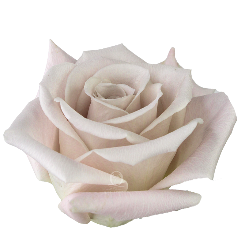 Flower Image