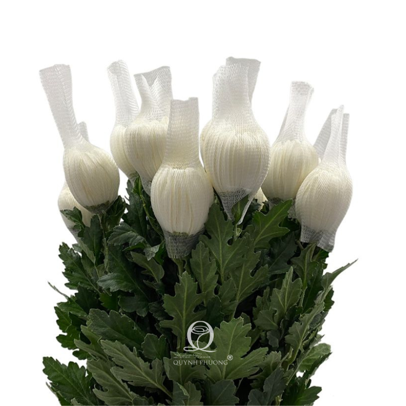Flower Image