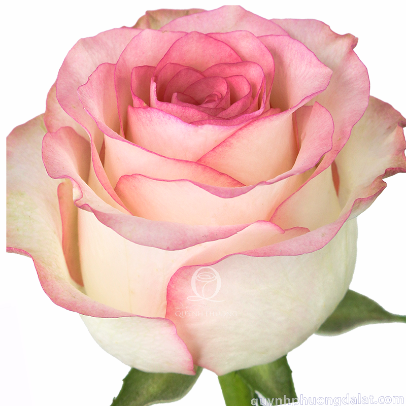 Flower Image