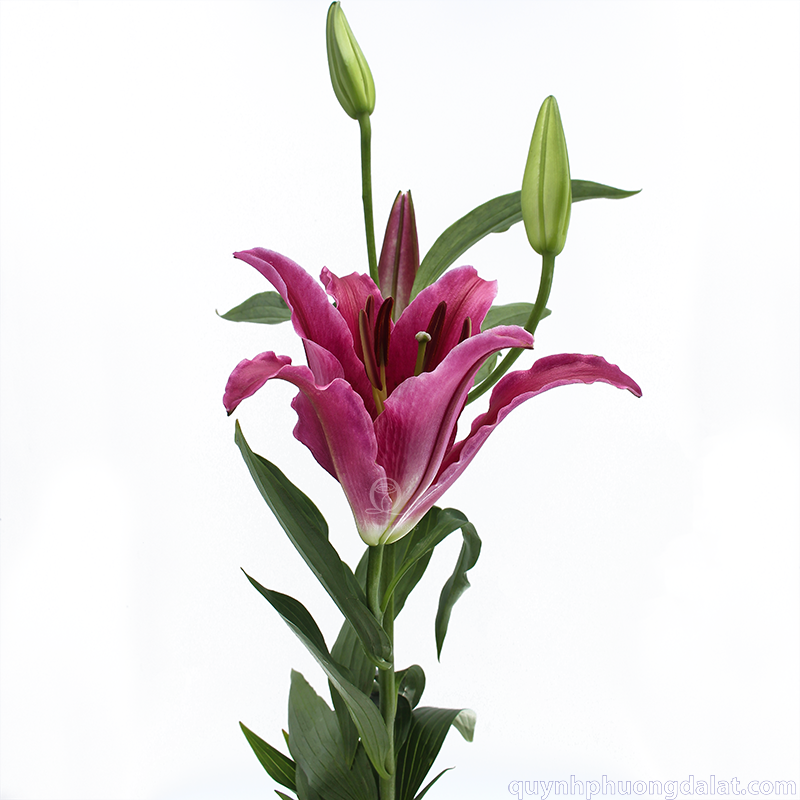 Flower Image