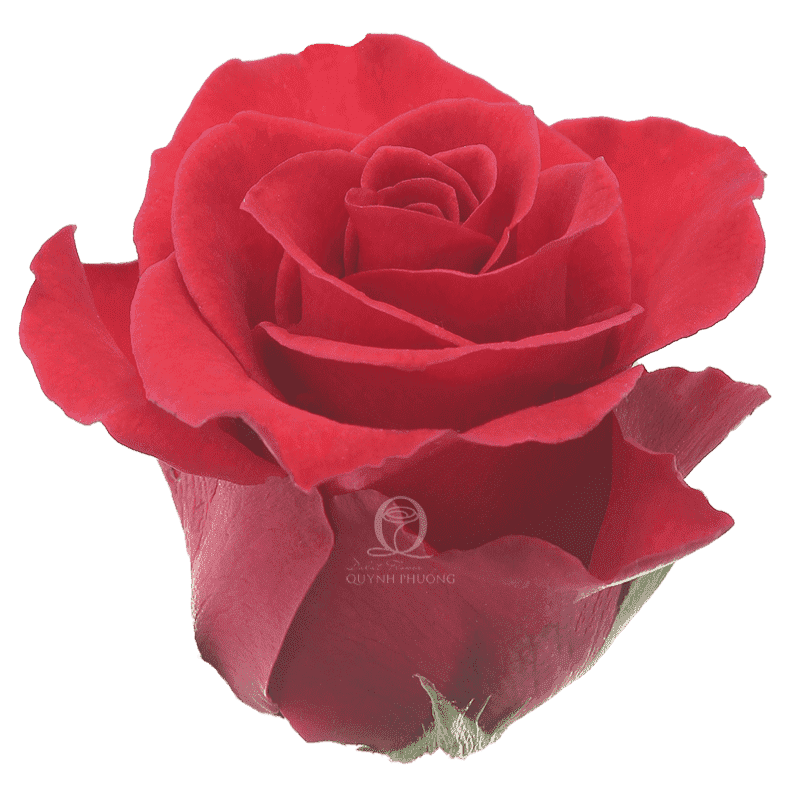 Flower Image