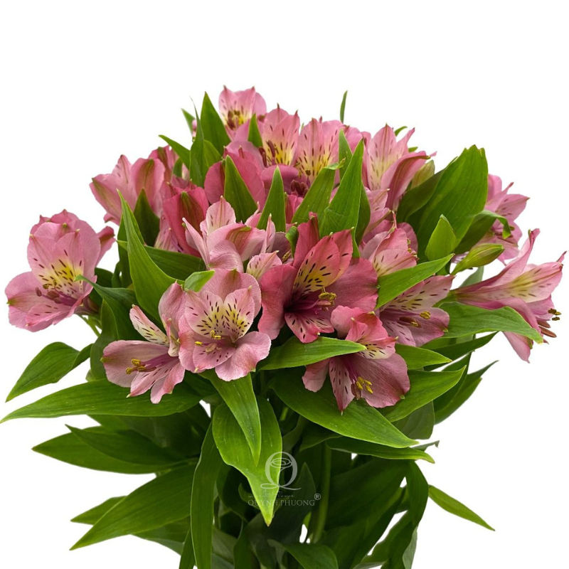 Flower Image