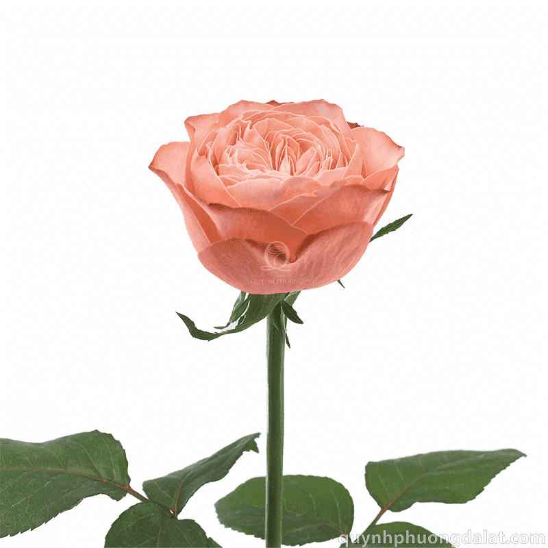 Flower Image