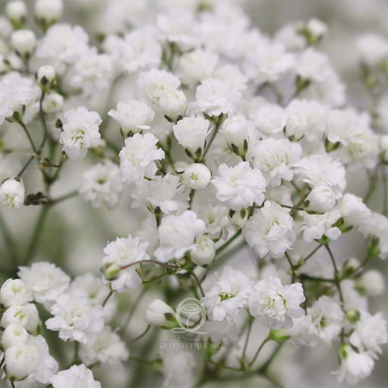Flower Image