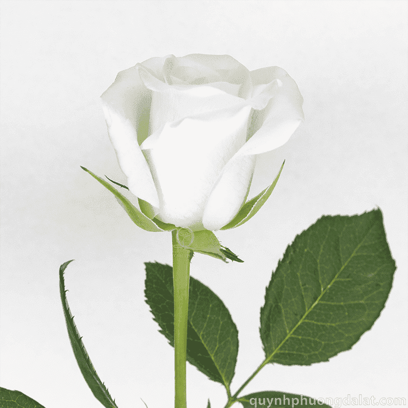 Flower Image