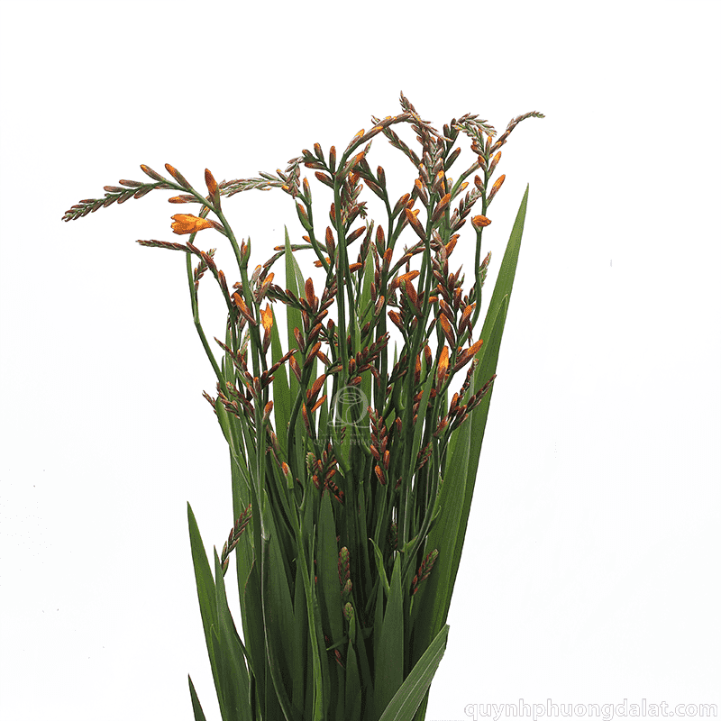 Flower Image