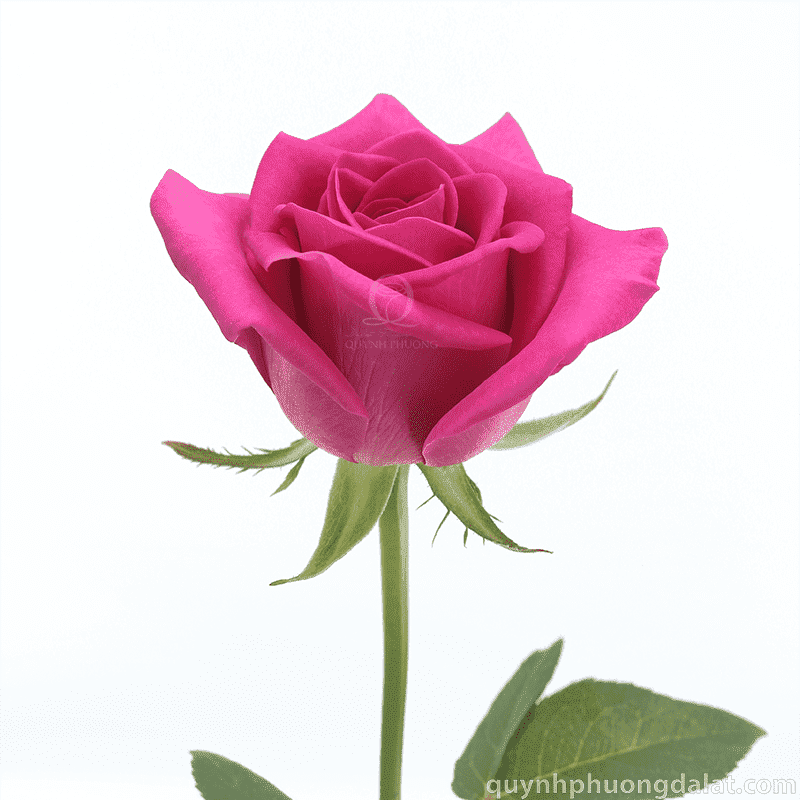Flower Image