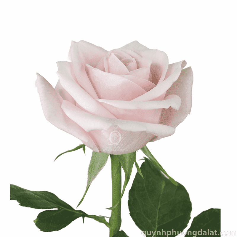 Flower Image