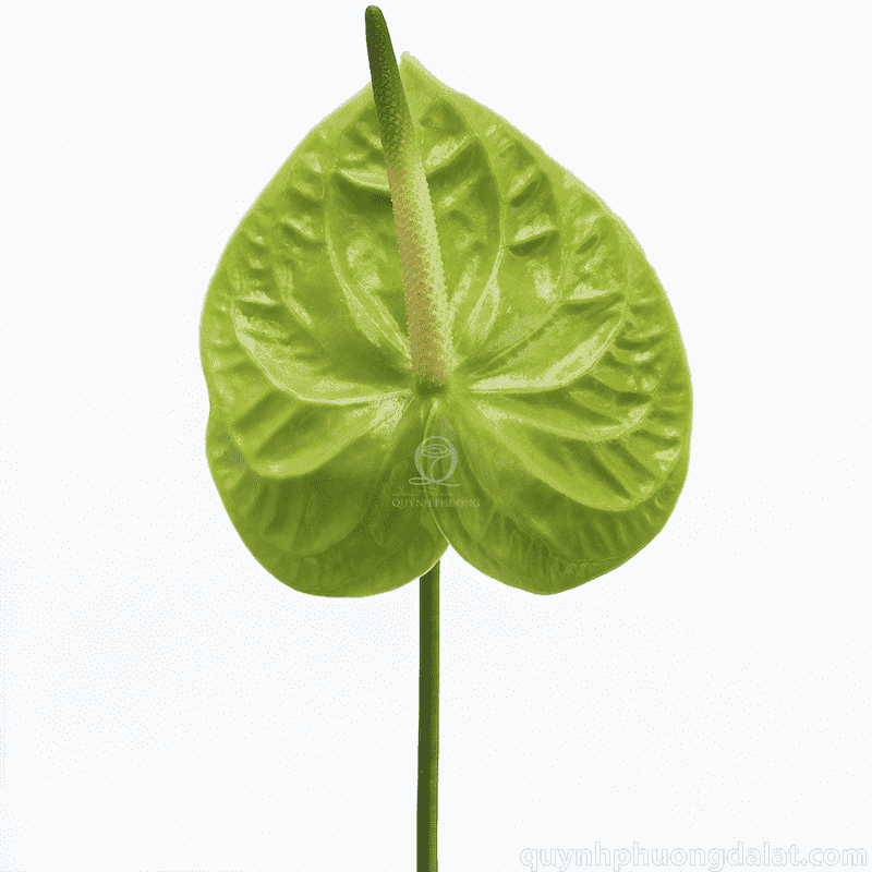 Flower Image