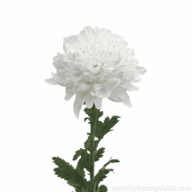 Flower Image