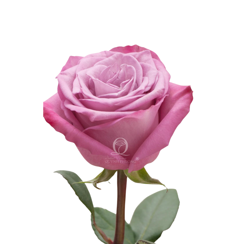 Flower Image