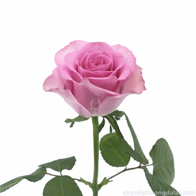 Flower Image