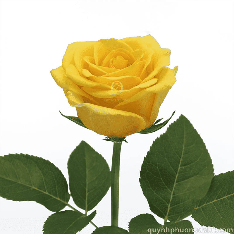 Flower Image