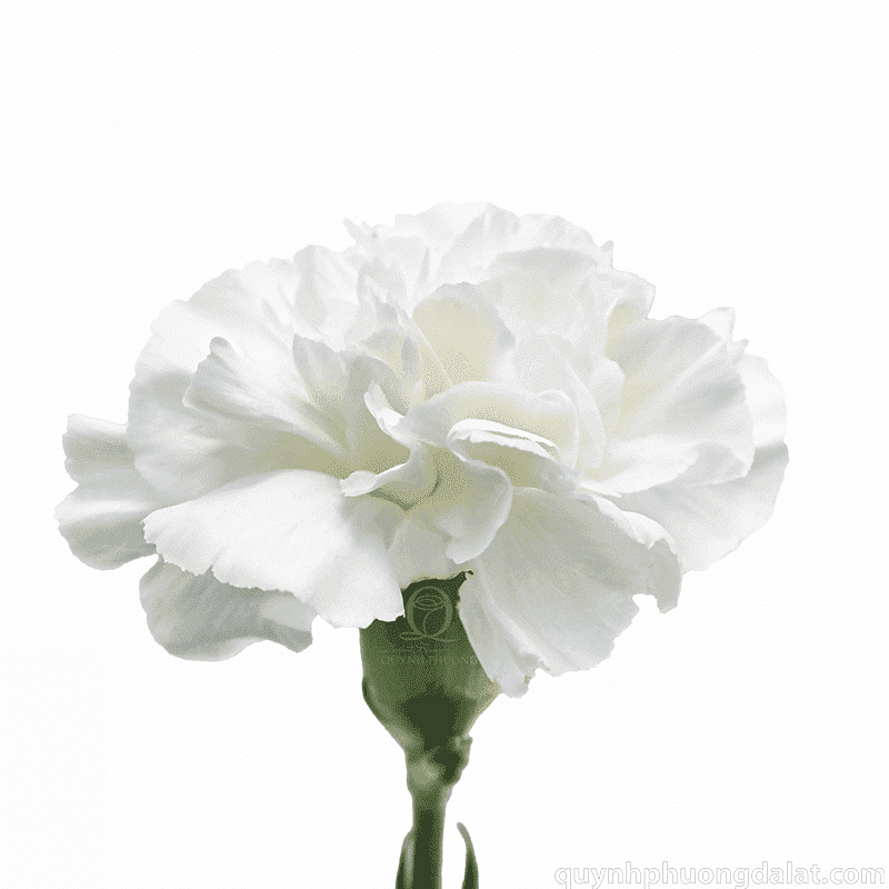 Flower Image