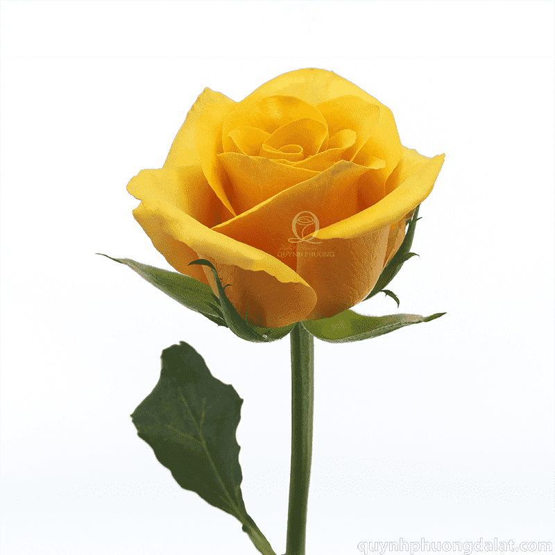 Flower Image