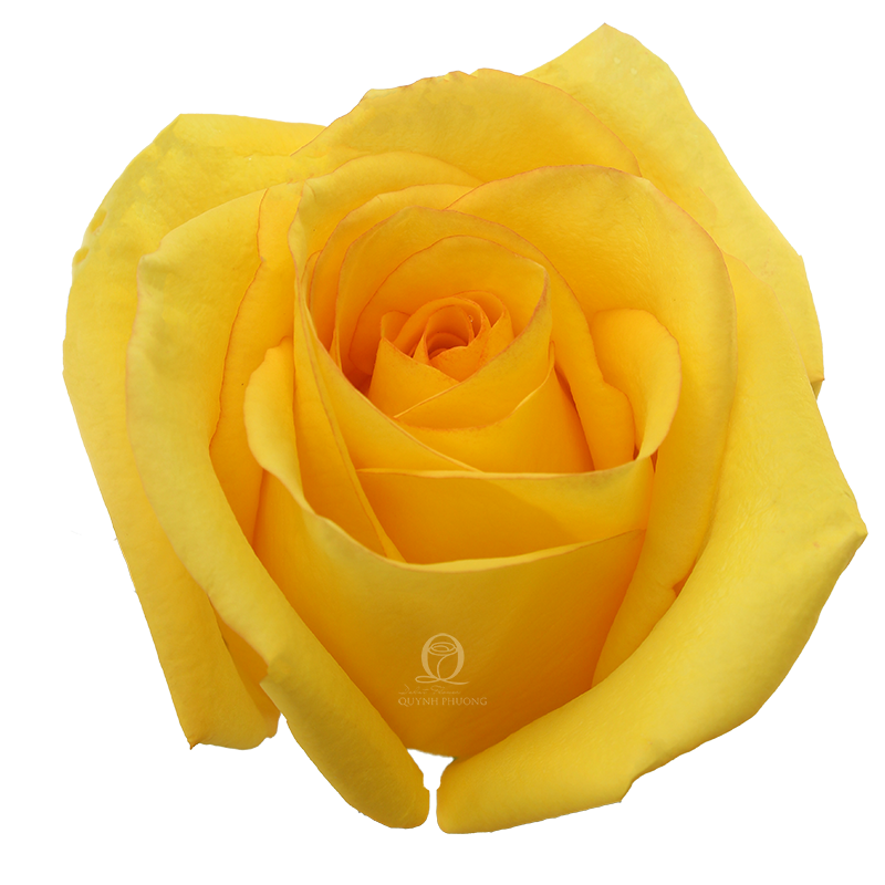 Flower Image