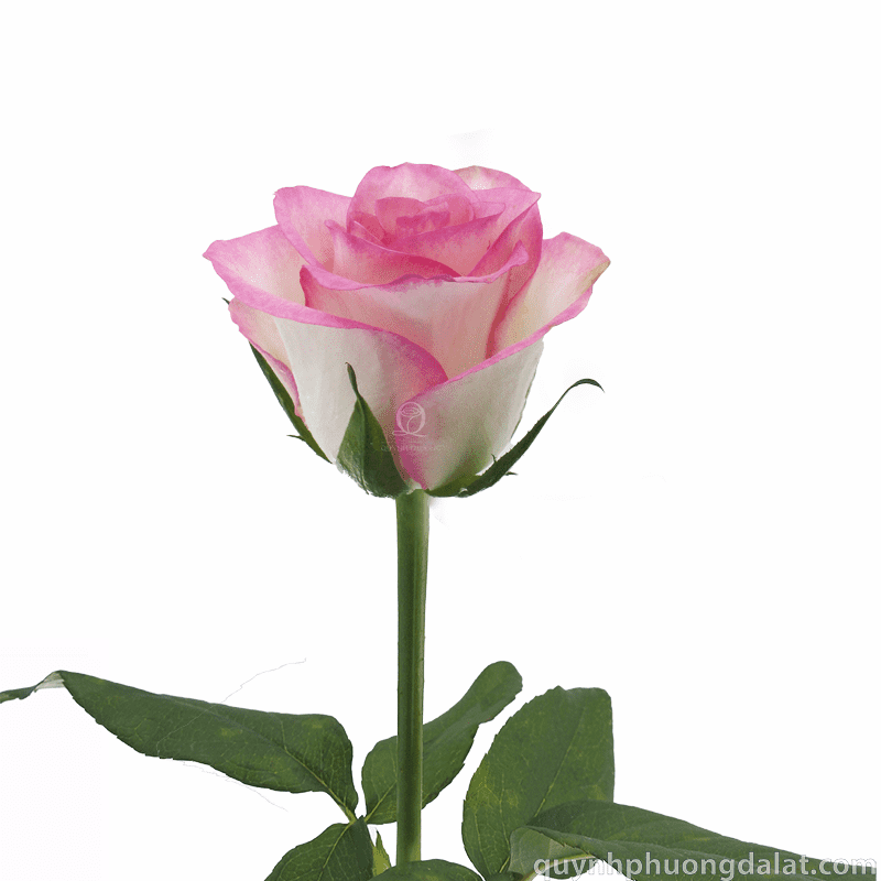 Flower Image