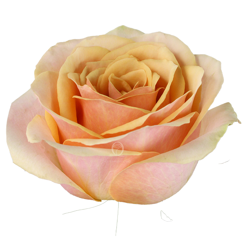 Flower Image