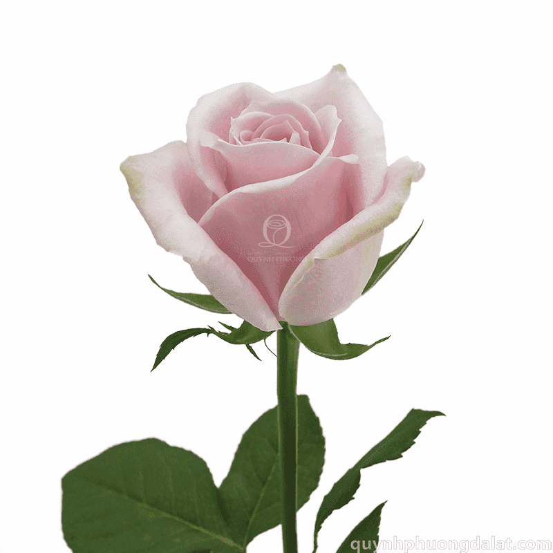 Flower Image
