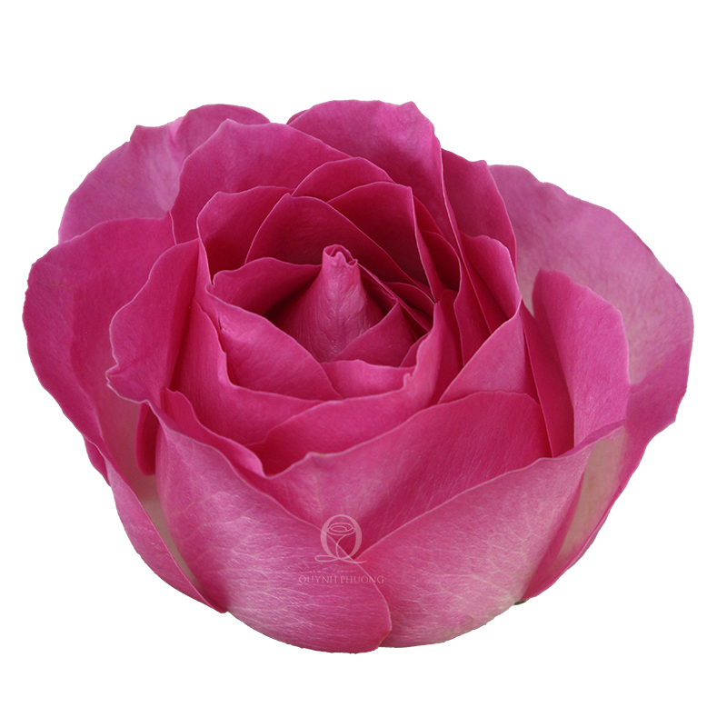 Flower Image