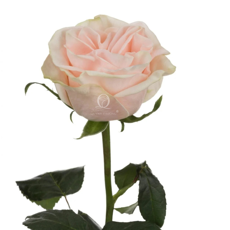 Flower Image