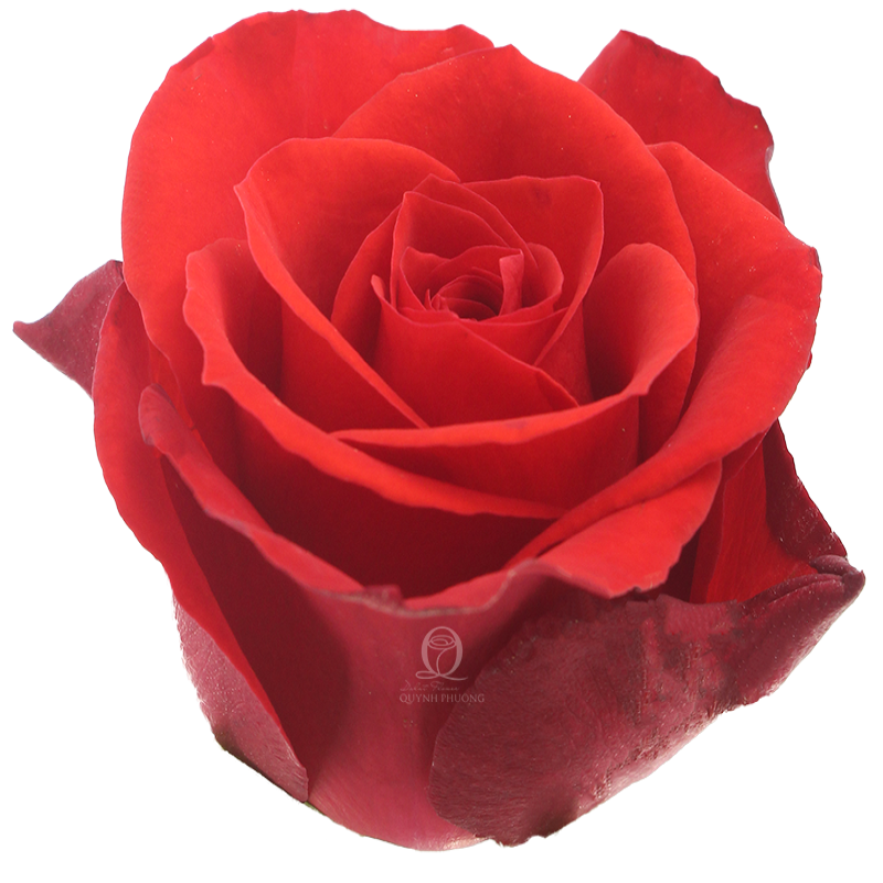Flower Image